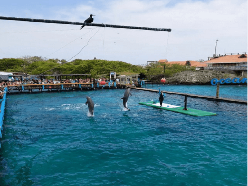Oceanario-baru-desde-cartagena-1
