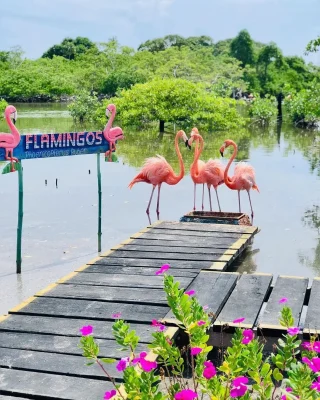ISLA PALMA