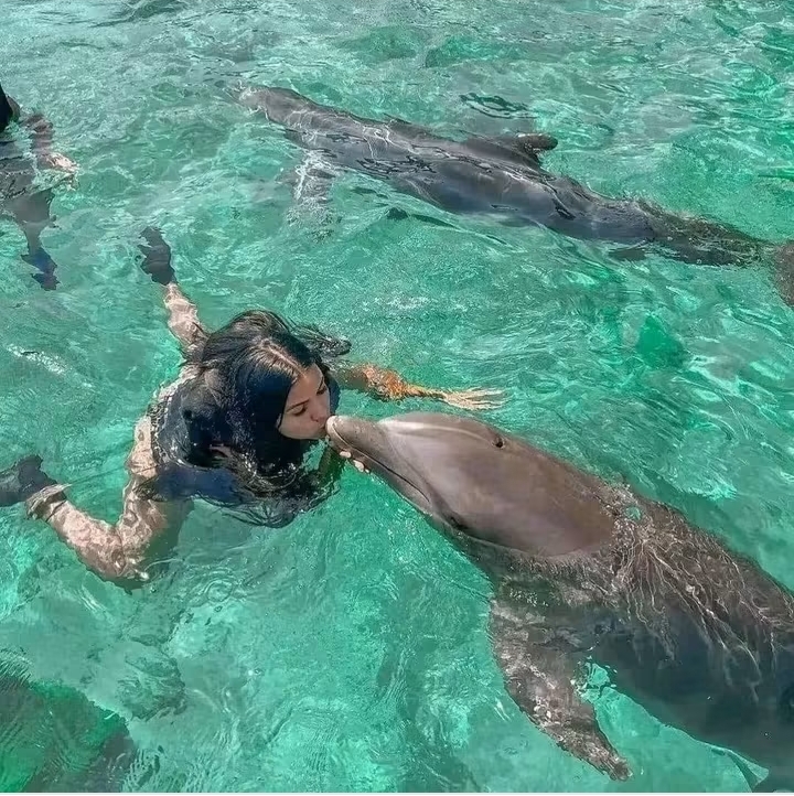 Nadar con Delfines Oceanario Islas del rosario