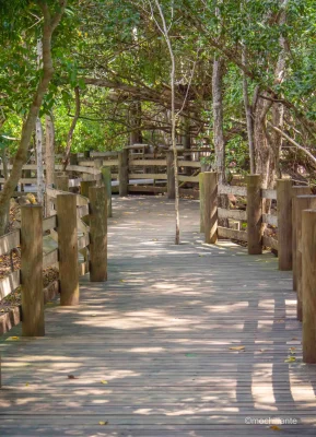 camino-madera-aviario-nacional-cartagena
