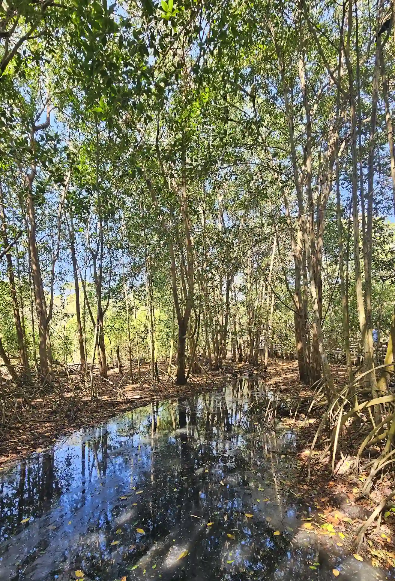camino-natural-aviario-cartagena