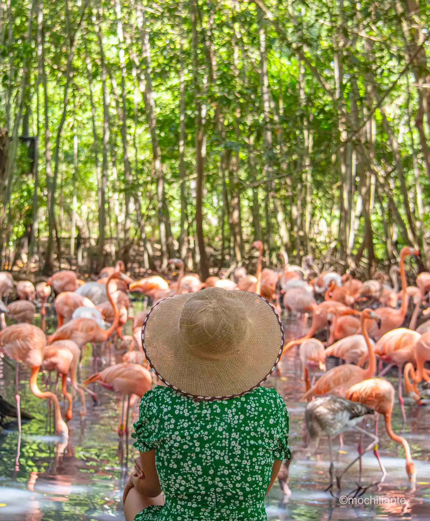 como-llegar-al-aviario-nacional-de-colombia
