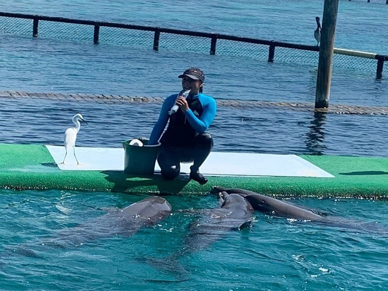 show-delfines-oceanario-1
