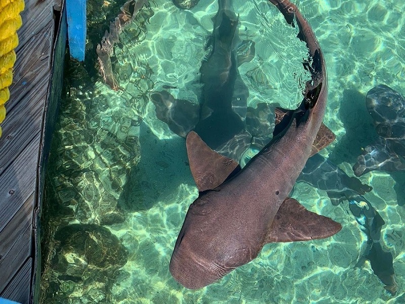 tiburones-en-el-oceanario-1